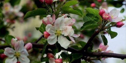 Trešnja cvjeta, ali ne daje plod: šta učiniti